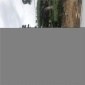 绿化造型松供应 造型松基地供应 罗汉松盆景造型价格优惠