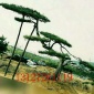 菲凡园林造型松基地供应山东造型松图片