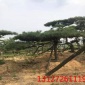 造型罗汉松价格 黄山松造型价格 热销造型松基地